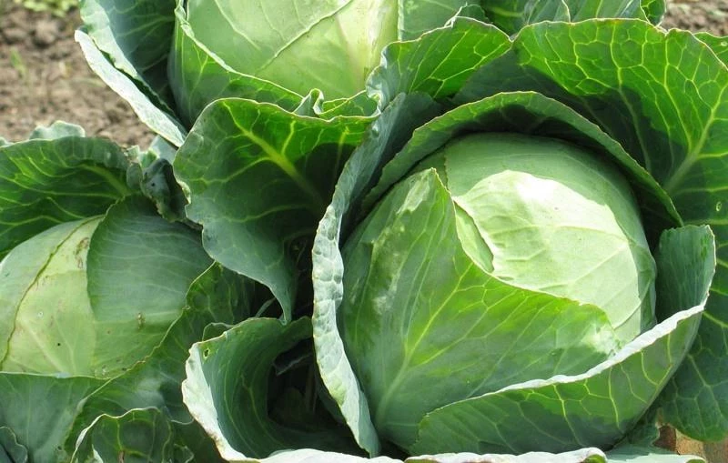 Какое обыкновенное средство для подкормки поможет капусте «вымахать» размером с арбуз