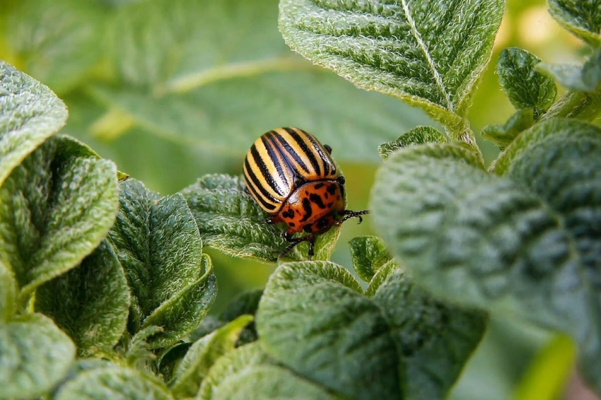 Специалист рассказал, что делать, чтобы вывести колорадского жука