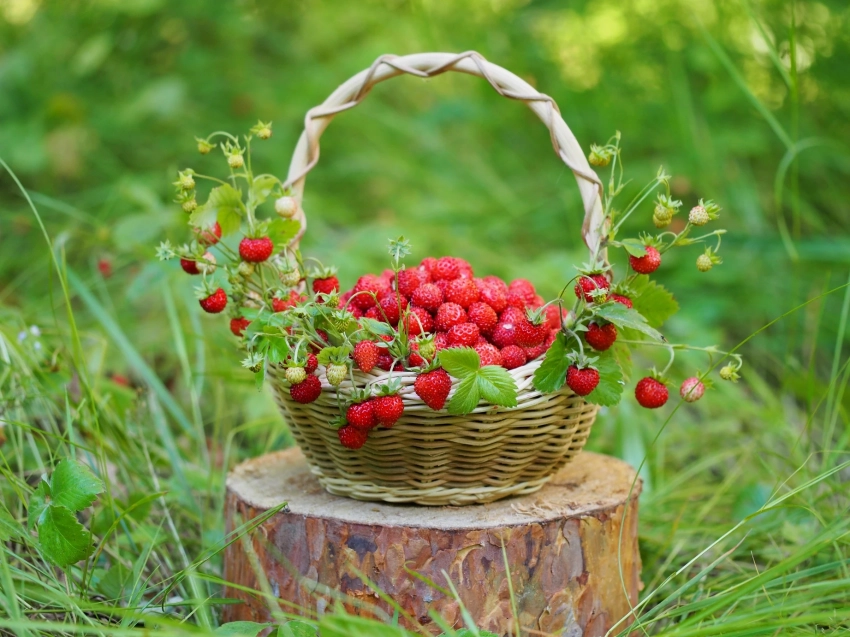 Какую ягоду собирают в праздник иконы Богоматери «Достойно есть» и апостола Варнавы, что можно и что нельзя делать 24 июня