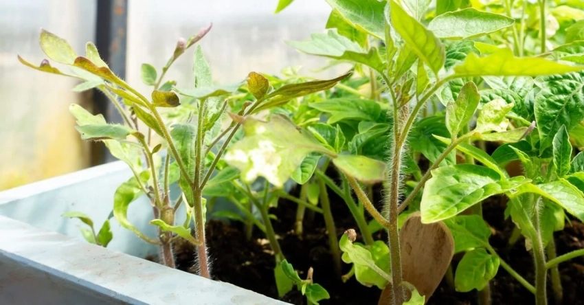 Какие бывают виды болезней рассады, как лечить, профилактика