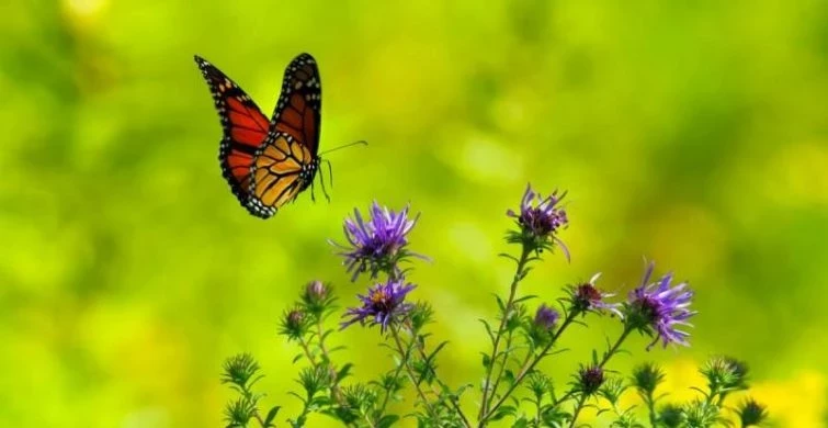 Традиции Афиногенова дня 29 июля 2025 года и история праздника