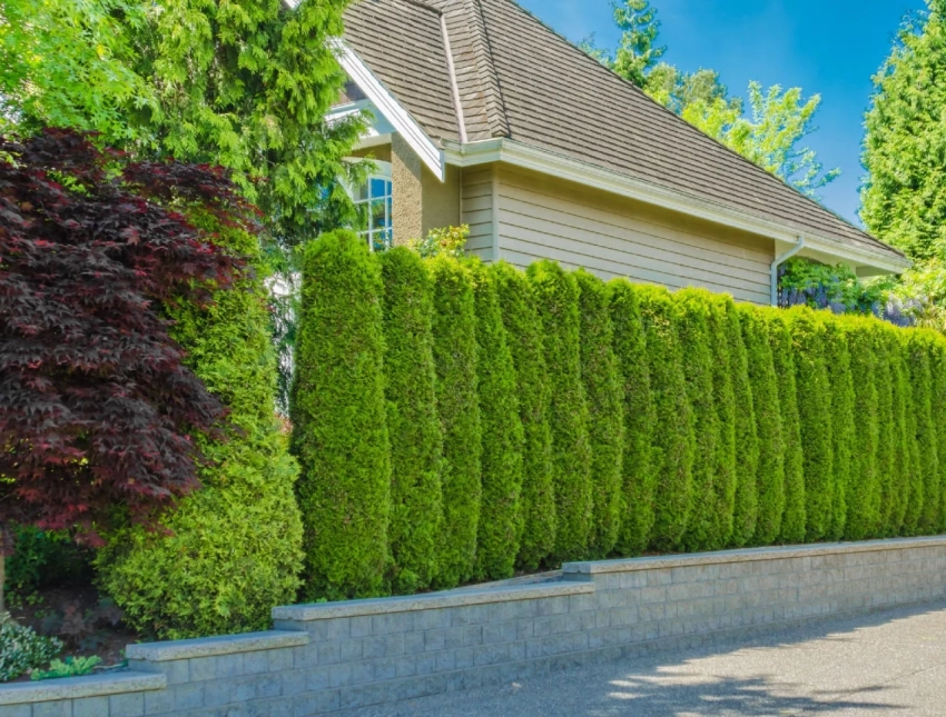 По какой причине тую считают деревом смерти: страшные приметы