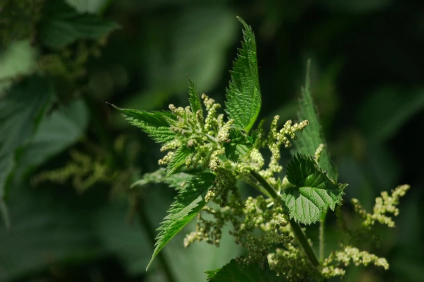 Приметы и поверья на 11 июля 2025 года: зачем в этот день нужно варить щи из крапивы