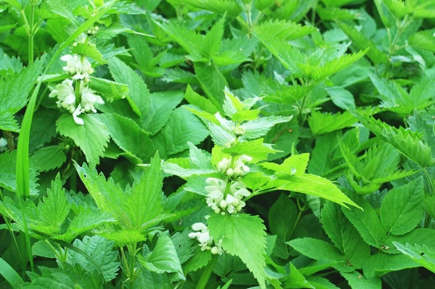 Что строго запрещено делать в Крапивное заговенье 11 июля 2025 года, старинные приметы о крапиве и ее свойствах