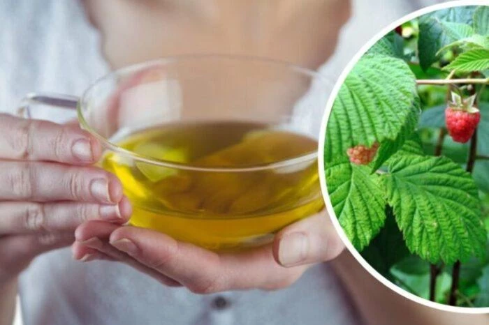 Почему стоит заготовить листья малины: польза чая для здоровья и красоты