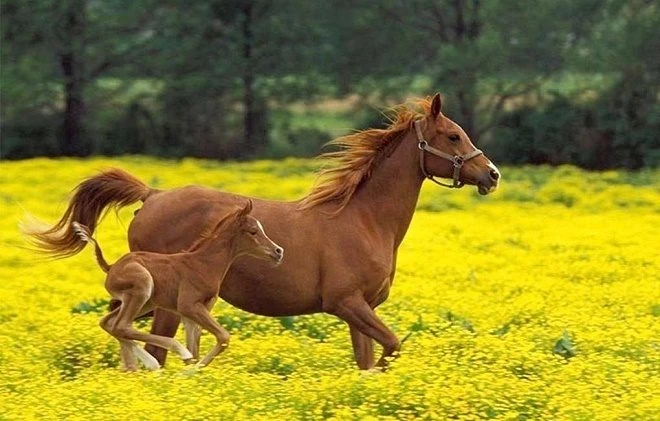 Приметы и традиции праздника Степан Сеновал, что можно и что нельзя делать 15 августа 2025 года