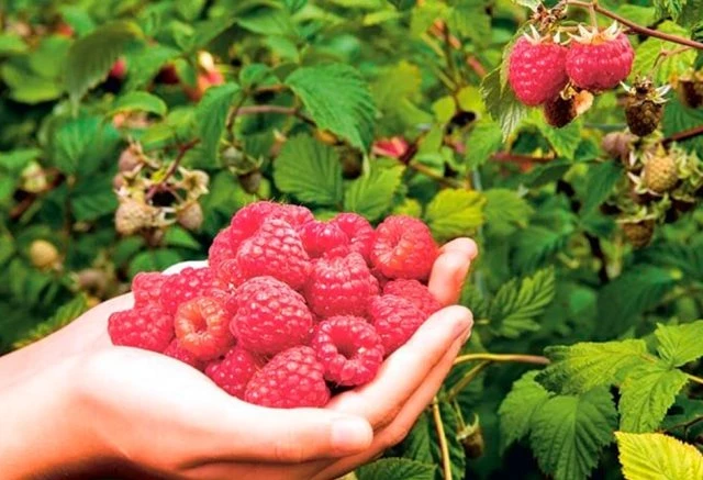 День Марины-Пимены 20 августа 2025 года: интересные традиции и приметы